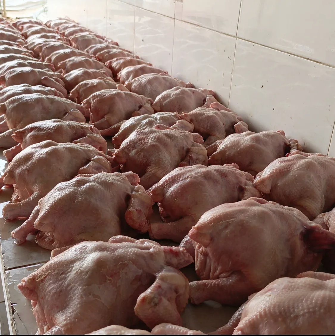 frangosul chicken 